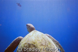 This was a snap it 35mm $14 camera.  A turtle checking ou... by Bradley Mihelich 